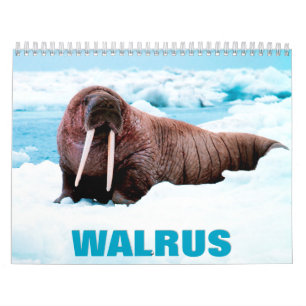 Walrus Wall Calendar Kalender