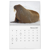 Walrus Wall Calendar Kalender (Feb 2027)