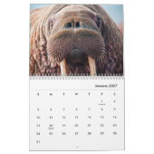 Walrus Wall Calendar Kalender (Jan 2027)