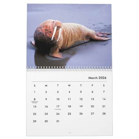 Walrus Wall Calendar Kalender (Mär 2026)