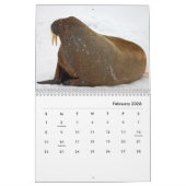 Walrus Wall Calendar Kalender (Feb 2026)