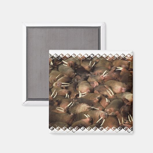 Walruses Square Magnet (Vorderseite/Rückseite)