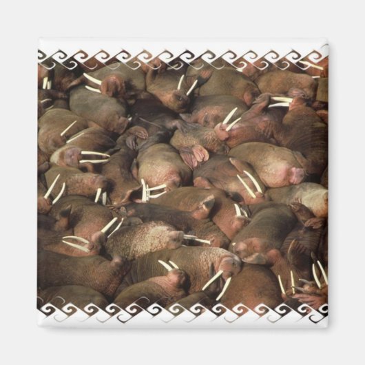 Walruses Square Magnet (Vorne)