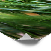 Walt Whitman Quote - Poster (Ecke)