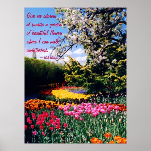 Walt Whitman Tulip Garden Poster (Vorne)