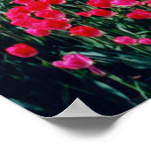 Walt Whitman Tulip Garden Poster (Ecke)