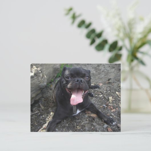 Walter the Pug Postkarte (Stehend Vorderseite)