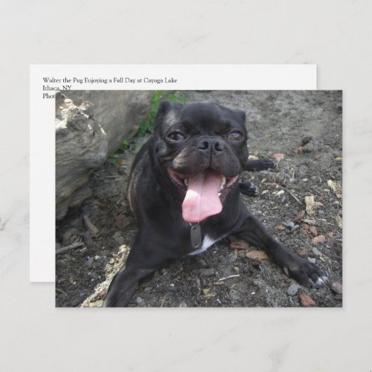 Walter the Pug Postkarte (Vorne/Hinten)