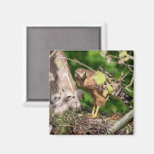 Walter the Red Shoulder Hawk Magnet (Vorderseite/Rückseite)