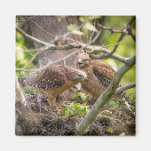 Walter the Red Shoulder Hawk Magnet (Vorne)