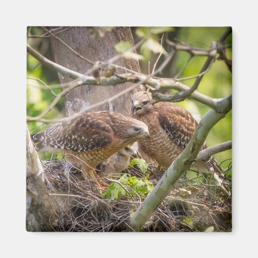 Walter the Red Shoulder Hawk Magnet (Vorne)