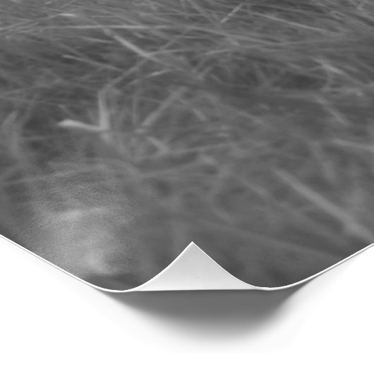 Walzen von Weißem Pferd in Weideland Equine B&W Fo Poster (Ecke)