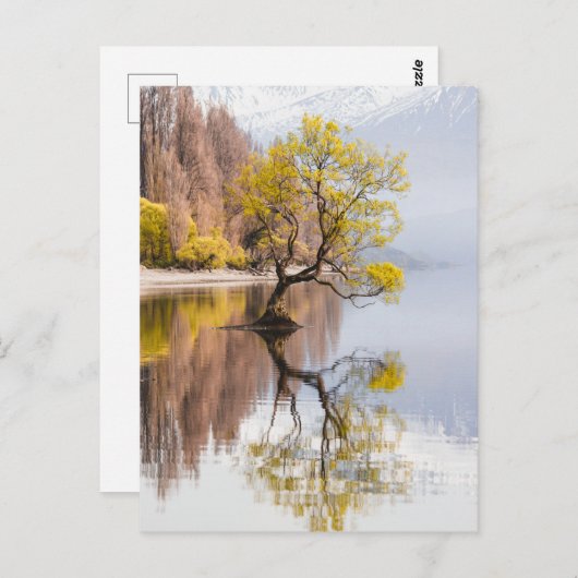Wanaka Tree Herbst Landschaft Postkarte (Vorne/Hinten)