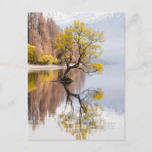 Wanaka Tree Herbst Landschaft Postkarte (Vorderseite)