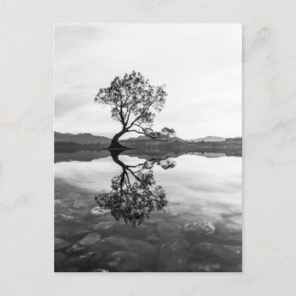 Wanaka Tree New Zealand Landschaftsfotografie Postkarte
