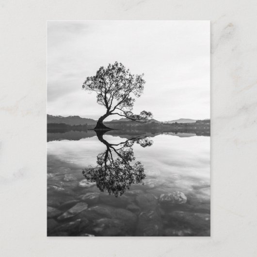 Wanaka Tree New Zealand Landschaftsfotografie Postkarte (Vorderseite)