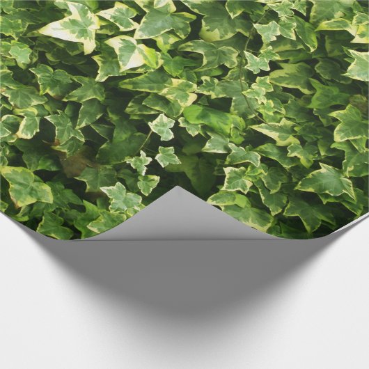 Wand des Efeu-Blätter Geschenkpapier (Ecke)