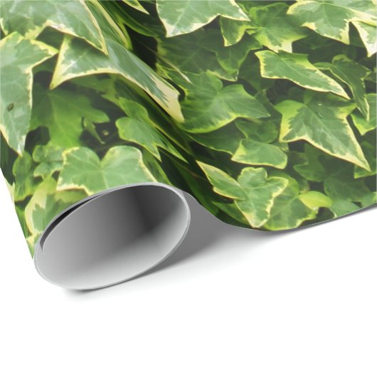 Wand des Efeu-Blätter Geschenkpapier (Rolleneckpunkt)