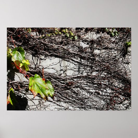 Wandabdeckung Poster (Vorne)