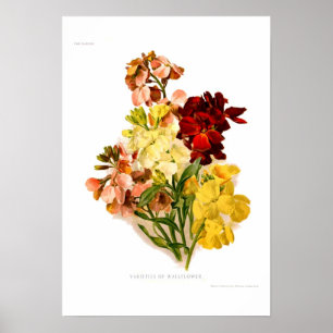 Wandblumen Poster