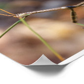 Wander Stick Bug Poster (Ecke)