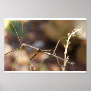 Wander Stick Bug Poster