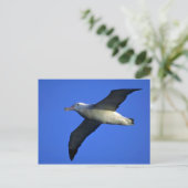 Wanderalbatros im Flug Postkarte (Stehend Vorderseite)