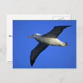 Wanderalbatros im Flug Postkarte (Vorne/Hinten)