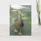 Wanderente Karte (Vorderseite)