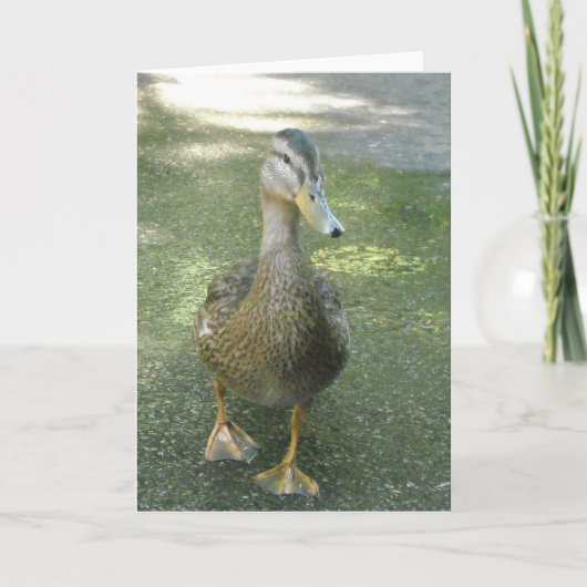 Wanderente Karte (Vorderseite)