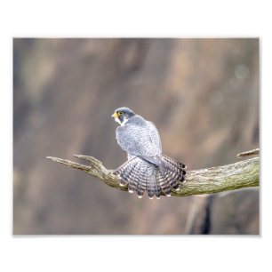 Wanderfalke 10x8 an den Palisades Fotodruck