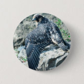 Wanderfalke, jugendlich button (Vorderseite)