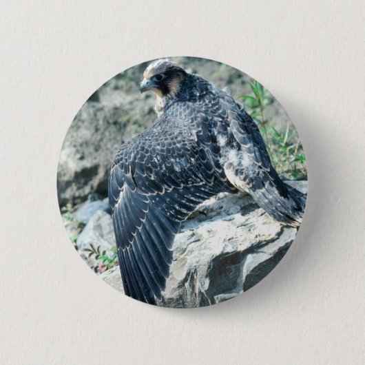 Wanderfalke, jugendlich button (Vorderseite)