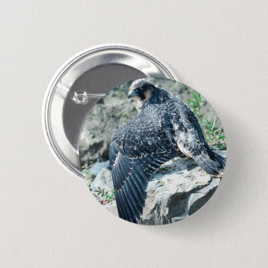 Wanderfalke, jugendlich button (Vorne & Hinten)