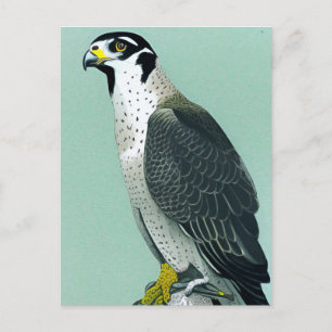Wanderfalke - Natur Wildtier Vogel Kunstkarte Postkarte