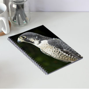 Wanderfalke Naturfoto Notizblock