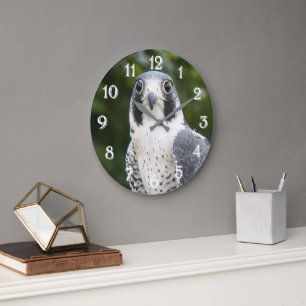 Wanderfalke Raubvogel Foto Große Wanduhr