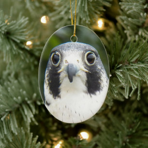 Wanderfalke Raubvogel Urlaub Keramikornament