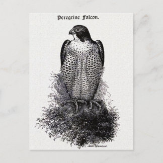 Wanderfalke Vintage-Vogelillustration Postkarte