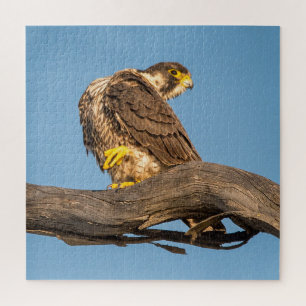 Wanderfalke Wildlife – Greifvogel Kunst Druck Puzzle