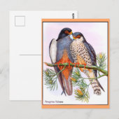 Wanderfalken Postkarte (Vorne/Hinten)