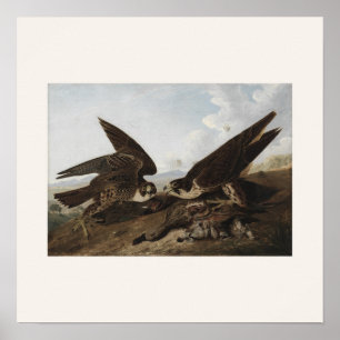 Wanderfalken von Audubon - Quadratisches Poster