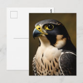 Wanderfalkenporträt Postkarte (Vorne/Hinten)