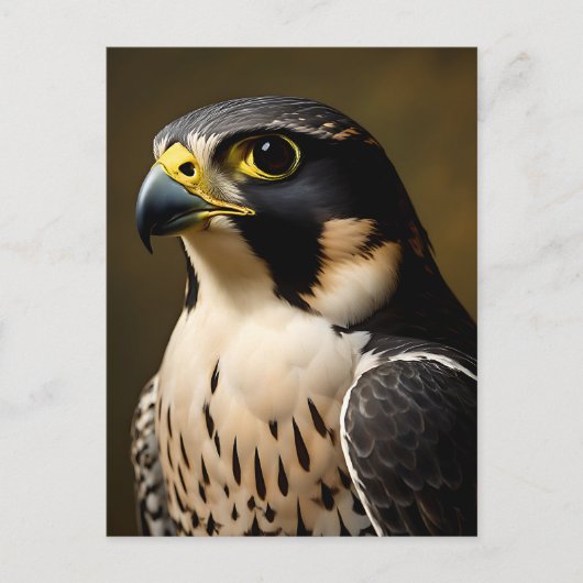 Wanderfalkenporträt Postkarte (Vorderseite)