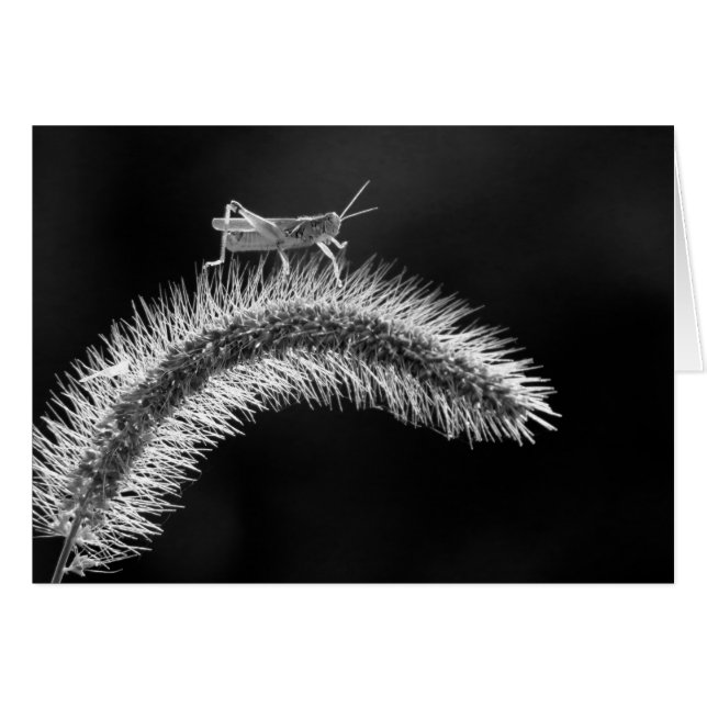 Wandern auf der Luft - Grasshopper (Vorderseite (Horizontal))