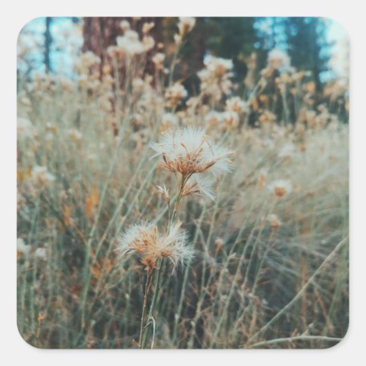 Wandern im großen Bär Quadratischer Aufkleber (Vorderseite)