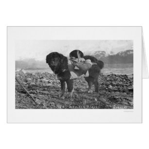 Wandernder Hund Seward, Alaska 1911