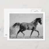 Wanderross Schwarz & Weiß Postkarte (Vorne/Hinten)