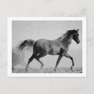 Wanderross Schwarz & Weiß Postkarte