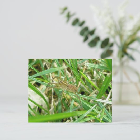 Wanderspinne im Gras Postkarte (Stehend Vorderseite)